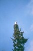 Thumbs/tn_115Weisskopfseeadler bei Carmacks.jpg
